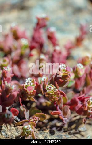 Macrophotographie de fleurs d'euphorbia orbiculata poussant sur les rochers et le gravier du désert de la Candelaria, dans les montagnes andines orientales Banque D'Images