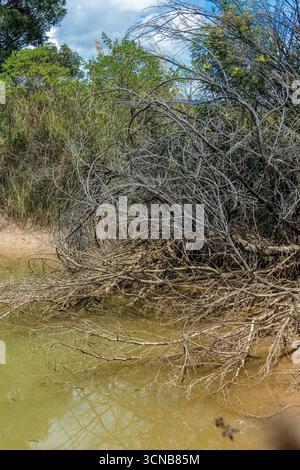 Un demi-arbre brûlé est tombé sur un lac trouble, dans le désert de la Candelaria, dans les montagnes andines orientales du centre de la Colombie, près de la ville de Raquira. Banque D'Images