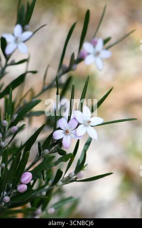 Citrouille rose, Eriostemon australasius, famille des Rutaceae, poussant dans les bois de Sydney. Endémique de la forêt sclérophile sèche et de la landes sur grès en Nouvelle-Galles du Sud Banque D'Images