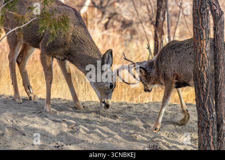 Deux Mule Deer Bucks se battant pour les femelles pendant la saison d'accouplement. Le buck de gauche a une blessure osseuse qui se montre sur sa jambe. Banque D'Images