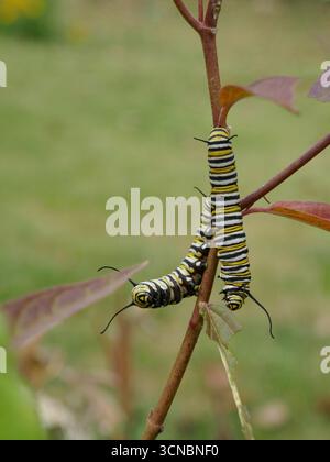 Deux chenilles papillon monarque rampant sur la tige de la plante Banque D'Images
