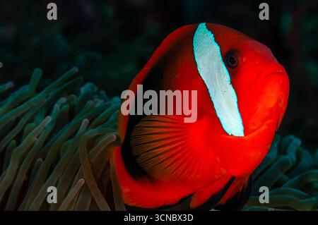 Anémonefish à dos noir, poisson-clown cannelle, Amphiprion melanopus, Lembongan, Bali, Indonésie Banque D'Images