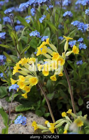 Cowslip, Primula veris, Primulaceae et Field Forget-me-Not, Myosotis arvensis, Boraginaceae. Banque D'Images