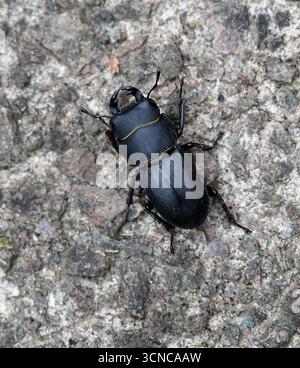 Coléoptère du cerf mâle, Dorcus parallelipipedus, Lucanidae, Scarabaeoidea, Scarabaeiformia, Polyphaga, coléoptère. ROYAUME-UNI. Banque D'Images