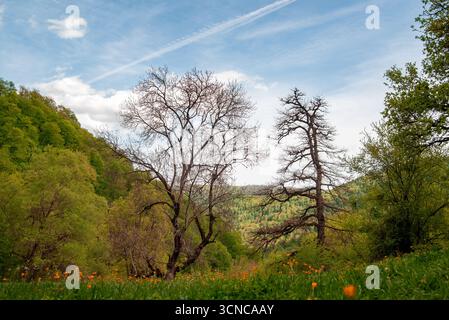 Un beau paysage de montagne avec quelques arbres et un champ de fleurs. Le ciel est clair et bleu, et il y a quelques nuages en arrière-plan Banque D'Images