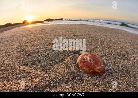 Méduses à rayures violettes (Pelagia noctiluca) échouées sur la plage de ses Platgetes au coucher du soleil (es Caló, Formentera, Baléares, mer Méditerranée, Espagne) Banque D'Images