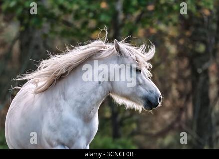Stallion andalou Banque D'Images