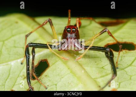 Macro gros plan de Viciria à mâchoires larges (Viciria praemandibularis), une araignée sautante saisissante aux mâchoires allongées, perchée sur une feuille verte à Pulau Ubin, Banque D'Images