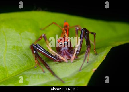 Macro gros plan de Viciria à mâchoires larges (Viciria praemandibularis), une araignée sautante saisissante aux mâchoires allongées, perchée sur une feuille verte à Pulau Ubin, Banque D'Images