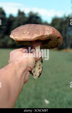 Un homme tient un grand champignon mûr comestible dans sa main (Poplar Bolete - Leccinum duriusculum) Banque D'Images