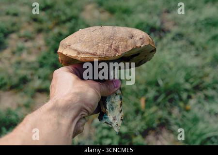 Un homme tient un grand champignon mûr comestible dans sa main (Poplar Bolete - Leccinum duriusculum) Banque D'Images