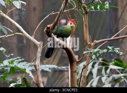 Un turaco à crête rouge perché dans un arbre avec un plumage vert, une tête rouge et des joues blanches Banque D'Images