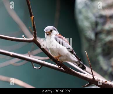 Un faucon pygmée perché dans un arbre regardant la caméra avec des plumes blanches sous le ventre Banque D'Images
