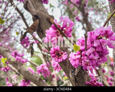 L'arbre Redbud oriental est en fleurs roses vives au printemps. Les fleurs poussent sur l'écorce et les branches, vue rapprochée. Banque D'Images