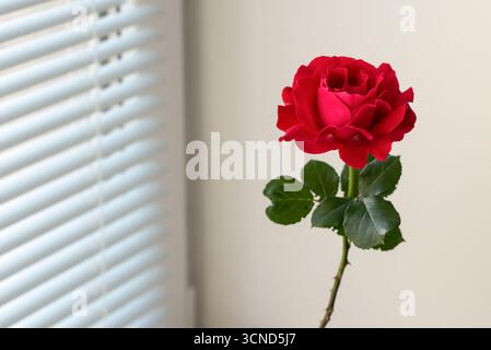 Une rose rouge se tient devant une fenêtre. La rose est le foyer principal de l'image, et c'est le seul objet de la scène Banque D'Images