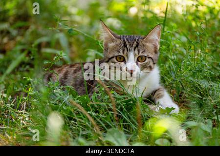 Un chat est allongé dans l'herbe, regardant la caméra. Le chat est brun et blanc, et il est détendu et content. L'herbe est luxuriante et verte, et le s. Banque D'Images