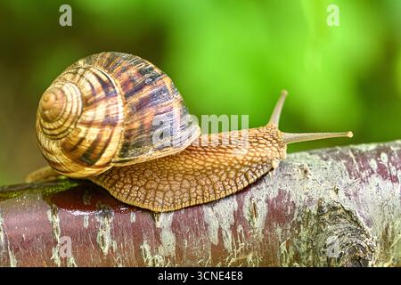 Un petit escargot brun et blanc rampant sur une branche d'arbre. L'escargot se déplace lentement et il profite de son temps sur la branche Banque D'Images