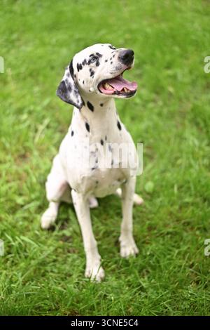 Un chien dalmate est assis sur l'herbe et regarde la caméra. Le chien a un pelage noir et blanc et est souriant Banque D'Images