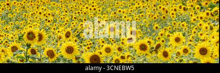 image détaillée d'un champ de tournesols en fleurs à southampton, ny Banque D'Images