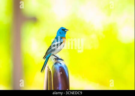Un superbe portrait en gros plan d'un Lazuli Bunting masculin, mettant en valeur sa tête et son dos bleus brillants, sa poitrine à la cannelle et ses barres d'ailes blanches saisissantes Banque D'Images
