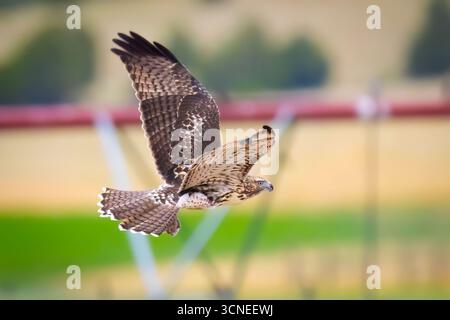 Un portrait en gros plan capture un faucon juvénile à queue rouge, mettant en valeur ses marques uniques et son regard intense Banque D'Images
