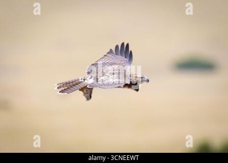 Un portrait en gros plan capture un faucon juvénile à queue rouge, mettant en valeur ses marques uniques et son regard intense Banque D'Images