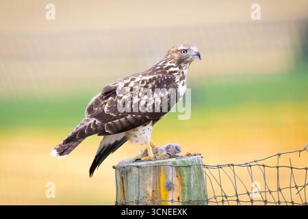 Un portrait en gros plan capture un faucon juvénile à queue rouge, mettant en valeur ses marques uniques et son regard intense Banque D'Images
