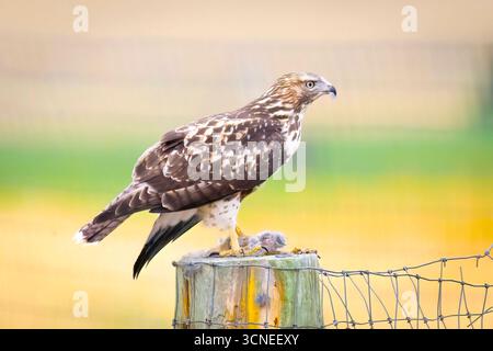 Un portrait en gros plan capture un faucon juvénile à queue rouge, mettant en valeur ses marques uniques et son regard intense Banque D'Images