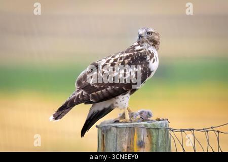 Un portrait en gros plan capture un faucon juvénile à queue rouge, mettant en valeur ses marques uniques et son regard intense Banque D'Images