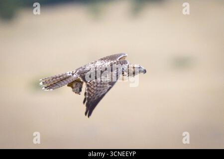 Un portrait en gros plan capture un faucon juvénile à queue rouge, mettant en valeur ses marques uniques et son regard intense Banque D'Images