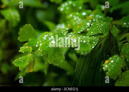 Une vue rapprochée capture de belles feuilles de forêt couvertes de gouttes de pluie fraîches, mettant en évidence les détails complexes de la nature. Banque D'Images