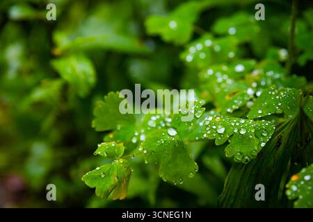 Une vue rapprochée capture de belles feuilles de forêt couvertes de gouttes de pluie fraîches, mettant en évidence les détails complexes de la nature. Banque D'Images
