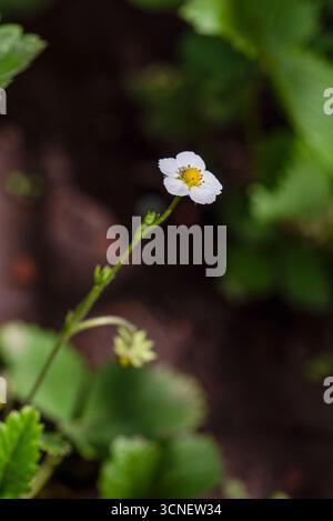 Une fleur de fraise blanche avec un centre jaune est le centre principal de l'image. La fleur est entourée de feuilles vertes et se tient haute dans le di Banque D'Images