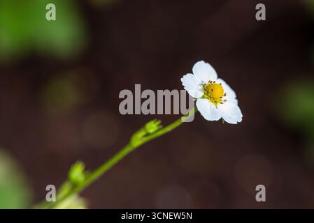 Une fleur de fraise blanche avec un centre jaune se tient seule dans un fond sombre. La fleur est le foyer principal de l'image, et c'est le seul Thi Banque D'Images