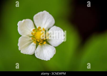 Une fleur de fraise blanche avec des centres jaunes. La fleur est au centre de l'image. La fleur est entourée de feuilles vertes Banque D'Images