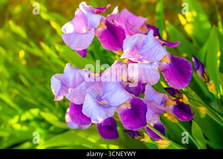 Un bouquet de fleurs violettes et roses avec des centres jaunes. Les fleurs sont dans un jardin et sont entourées d'herbe verte Banque D'Images