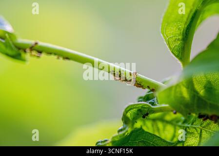 Une feuille avec un tas de fourmis rampant dessus Banque D'Images