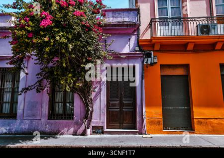 Scènes de rue animées à Ciudad Vieja avec des bâtiments coloniaux aux aux couleurs pastel et des bougainvilliers fleuris Banque D'Images