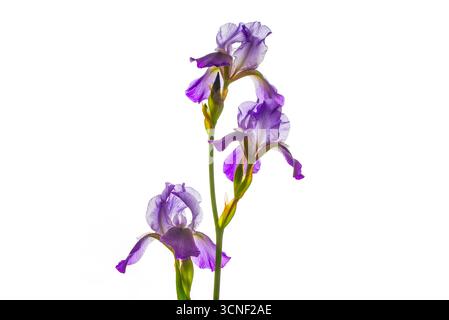 Trois fleurs violettes se tiennent debout sur un fond blanc. Les fleurs sont en pleine floraison et sont de couleur violette Banque D'Images