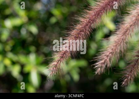 Pointe de fleur plumeuse de Purple Fountain Grass, Pennisetum setaceum, herbe ornementale avec une texture élégante, des panaches doux se balançant gracieusement dans le soleil Banque D'Images