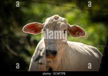 Gros plan de vache avec étiquette d'identification dans le Brésil rural Banque D'Images