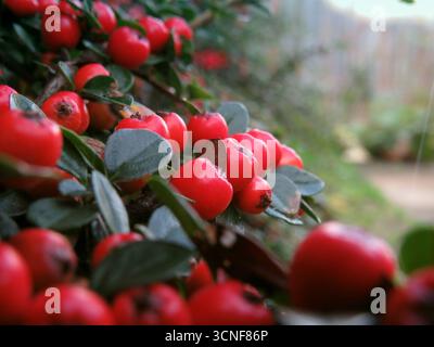 Gros plan de baies rouges sur un Cotoneaster franchetii - arbuste permanent couvert de neige avec fond de cour défocalisé Banque D'Images