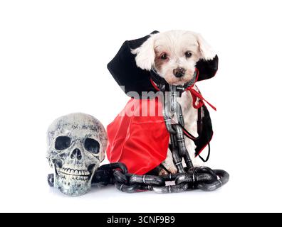 bichon maltais devant un fond blanc Banque D'Images
