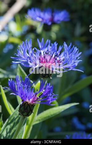 Bleuet bleu et violet Centaurea cyanus, fleurs au printemps Banque D'Images