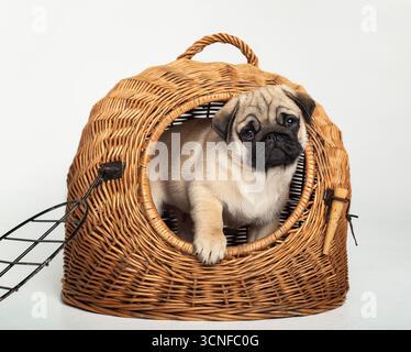 Un chiot carlin dans un panier en osier. Un petit chien au museau noir. Un carlin drôle jette un coup d'œil hors du panier. Portrait studio d'un carlin. Un magnifique chiot carlin Banque D'Images