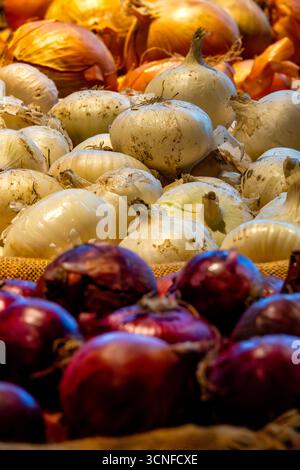 Gros plan d'oignons rouges, blancs et jaunes (Allium cepa) exposés sur un marché en Italie. Banque D'Images