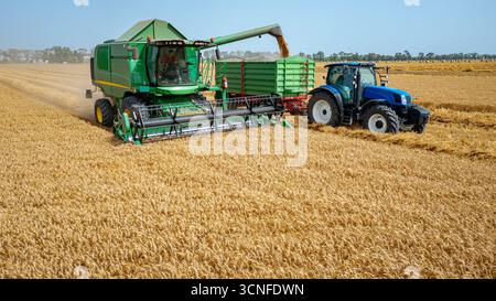 Vue au-dessus de la récolteuse, moissonner le blé mûr et décharger en mouvement. Le tracteur avec deux remorques roule en parallèle dans le transbordement Banque D'Images