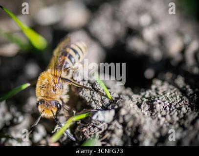 Une abeille lierre (Colletes hederae) qui vit comme une abeille minière solitaire jusqu'à l'automne lorsque des milliers de personnes sortent pour collecter du pollen de lierre.East Sussex UK. Banque D'Images