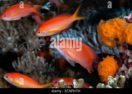 Scalefine anthias, Pseudanthias squamipinnis, femelle, Lembongan, Bali, Indonésie Banque D'Images