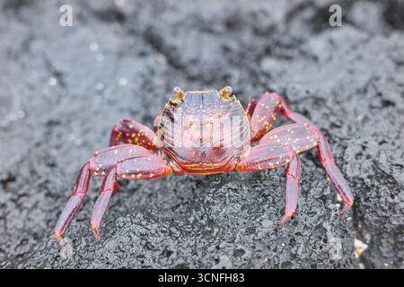 Photo en gros plan d'un crabe Sally Lightfoot sur une roche volcanique, mise au point sélective, îles Galapagos, Équateur. Banque D'Images